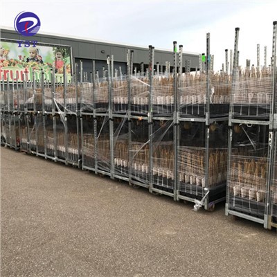 Scaffali per spedizioni per vivai
