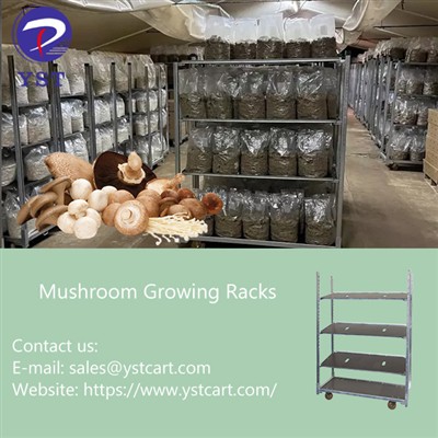 Rack in crescita dei funghi: un'attrezzatura rivoluzionaria per le fattorie d...