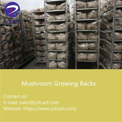 Rack che coltivano i funghi