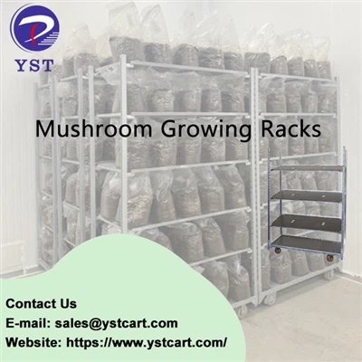 Come usare il rack in crescita dei funghi per un raccolto abbondante