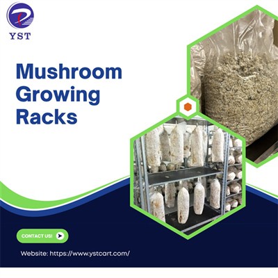 Massimizza lo spazio serra con rack in crescita dei funghi